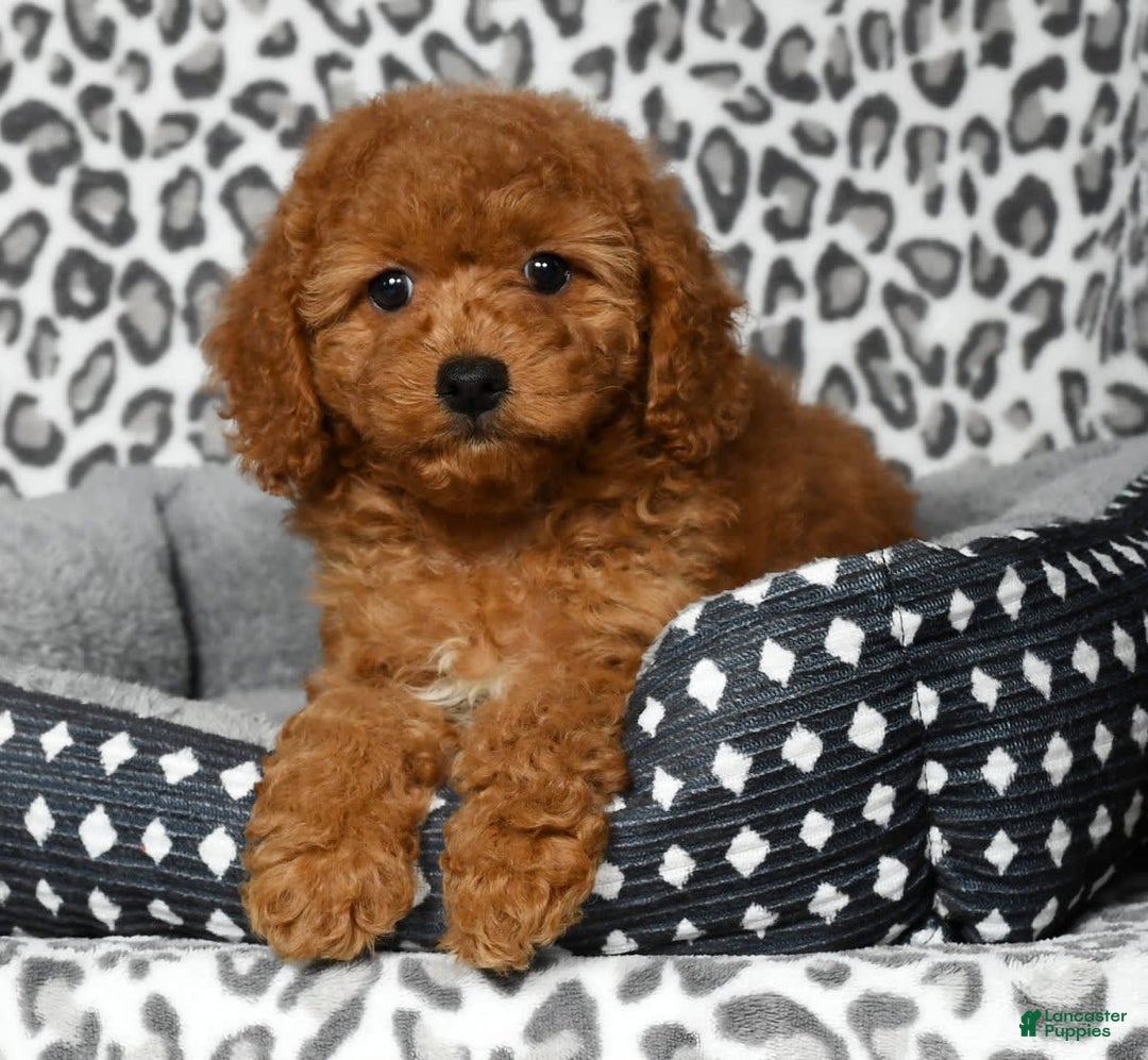 Cockapoo dogs for sale: Daisy - Image 6
