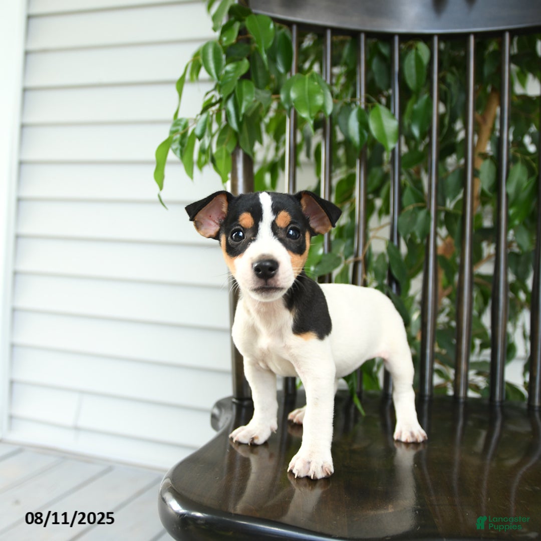 Jack Russell Terrier dogs for sale: Zoey - Image 3