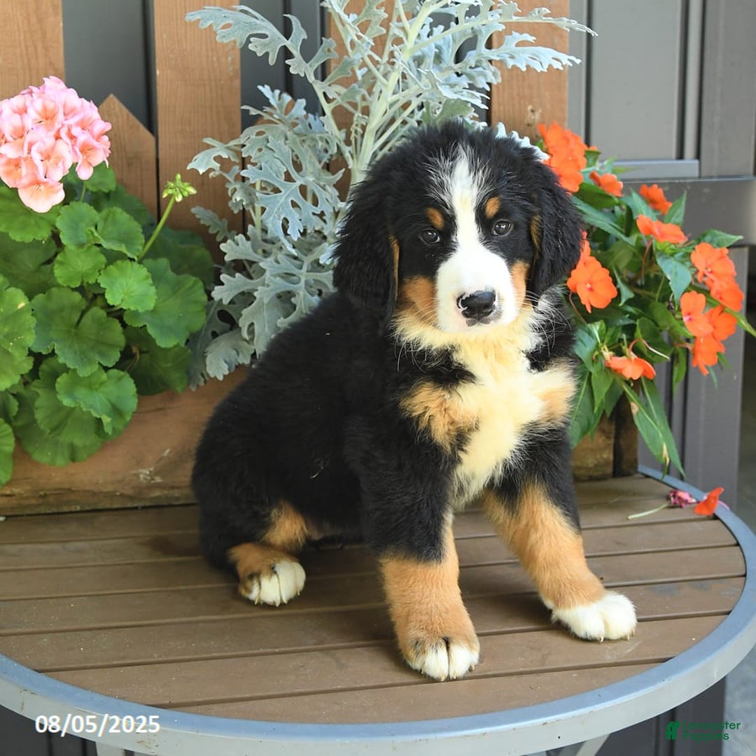 Bernese Mountain Dog dogs for sale: Millie - Image 4