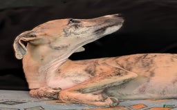 Whippet dogs for sale: Millie - Image 2
