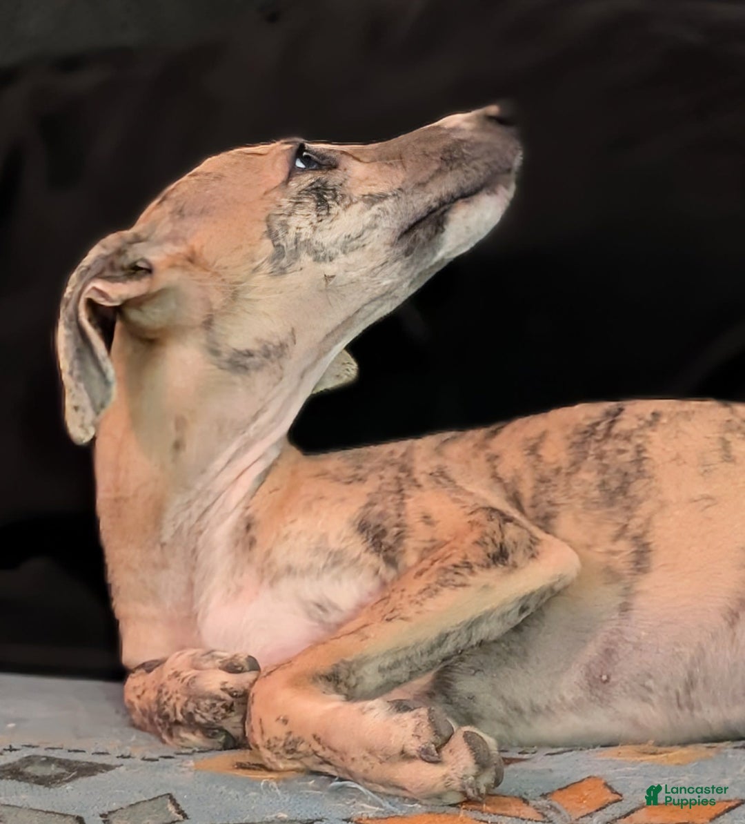 Whippet dogs for sale: Millie - Image 2