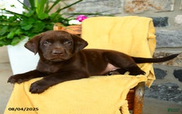 Labrador Retriever dogs for sale: Labrador Retriever 4 puppies - Image 3