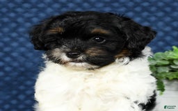 Havapoo dogs for sale: Cooper - Image 9