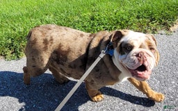 English Bulldog dogs for sale: Sadie - Image 18