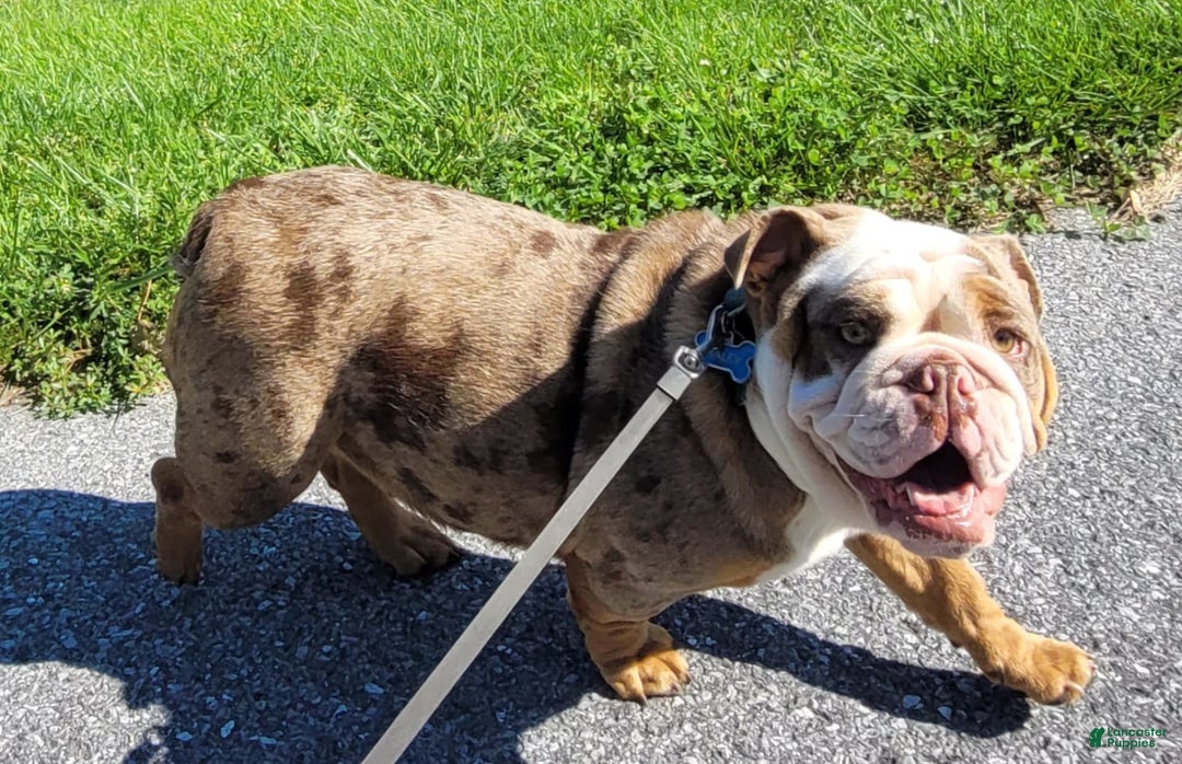 English Bulldog dogs for sale: Sadie - Image 18