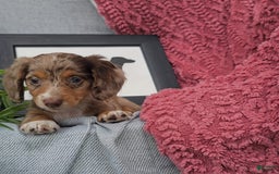 Miniature Dachshund dogs for sale: JEZEBEL - Image 3