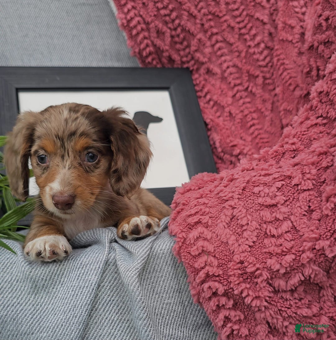Miniature Dachshund dogs for sale: JEZEBEL - Image 3