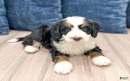 Mini Bernedoodle dogs for sale: Raven - Image 4