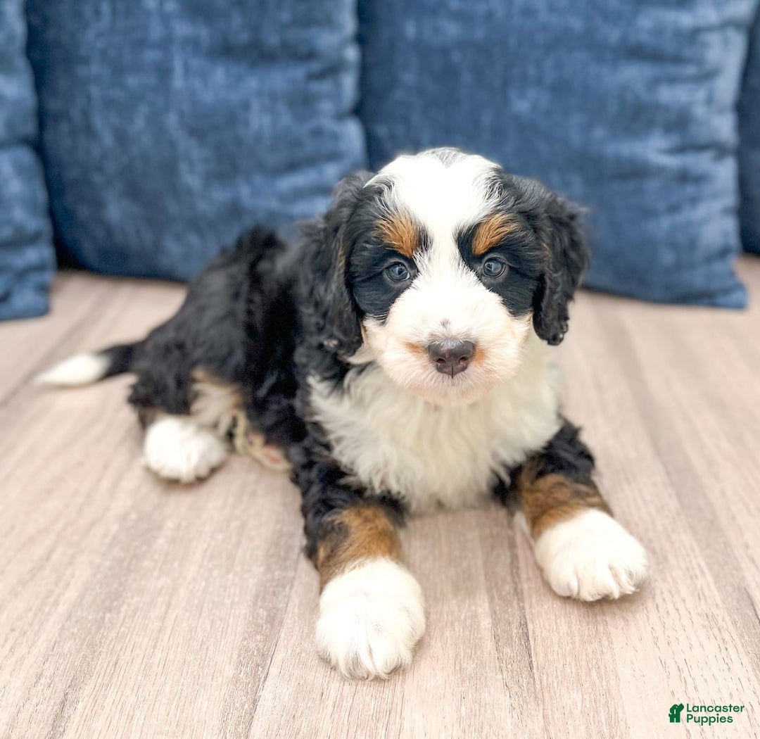Mini Bernedoodle dogs for sale: Raven - Image 4