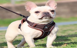 French Bulldog dogs for sale: Creamy - Image 6