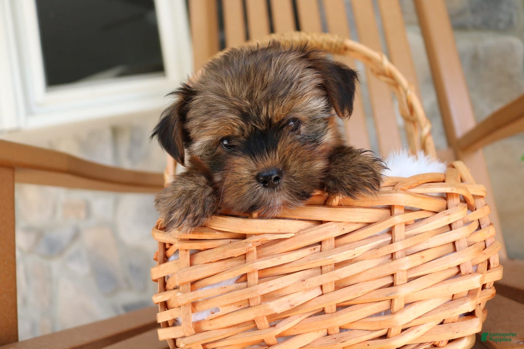 Shorkie dogs for sale: Koda - Image 1