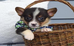 Welsh Corgi Pembroke dogs for sale: Zeke - Image 4