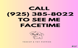 Mini Goldendoodle dogs for sale: Lexie - Image 1