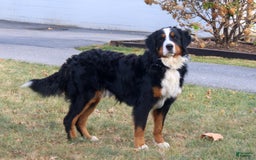 Mini Bernedoodle dogs for sale: Maya - Image 13