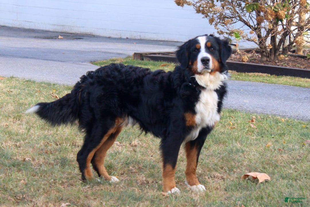 Mini Bernedoodle dogs for sale: Maya - Image 13