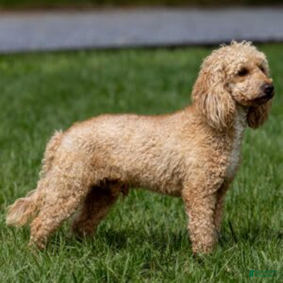 Cavapoo dogs for sale: Daisy - Image 6