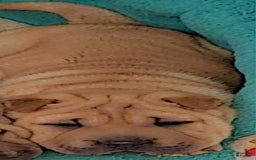 Shar Pei dogs for sale: Rubi - Image 1