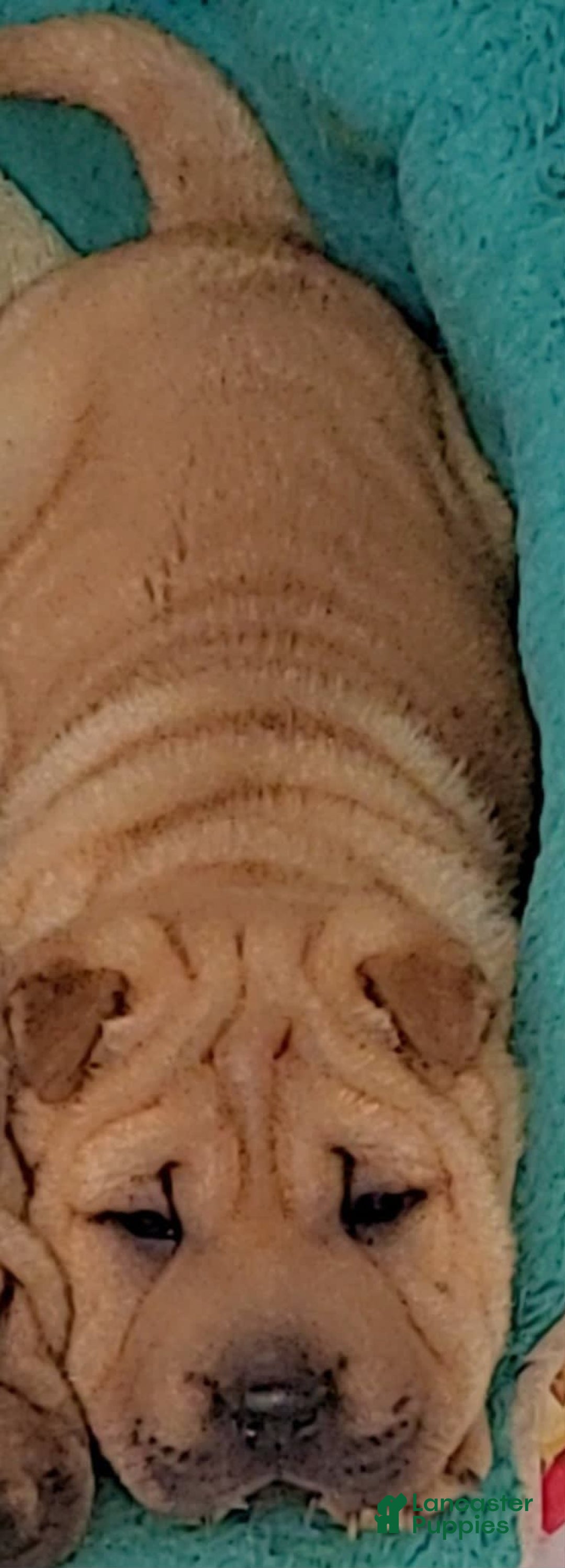 Shar Pei dogs for sale: Rubi - Image 1