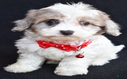 Havapoo dogs for sale: Maverick - Image 6