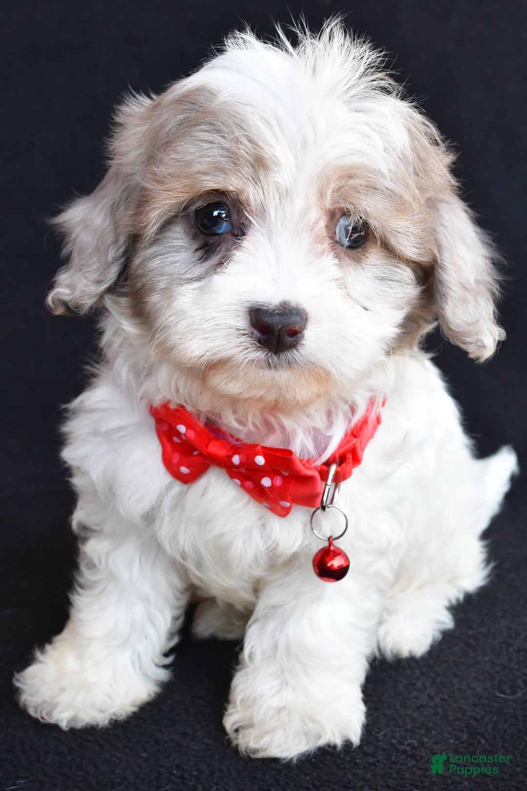 Havapoo dogs for sale: Maverick - Image 6