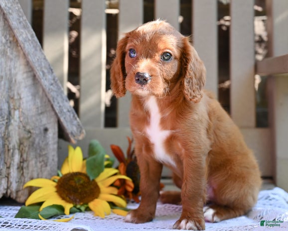 Cavapoo dogs for sale - Ad 2