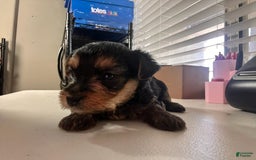 Yorkshire Terrier dogs for sale: Reign - Image 1