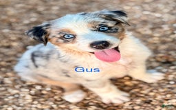 Australian Shepherd dogs for sale: Gus - Image 3