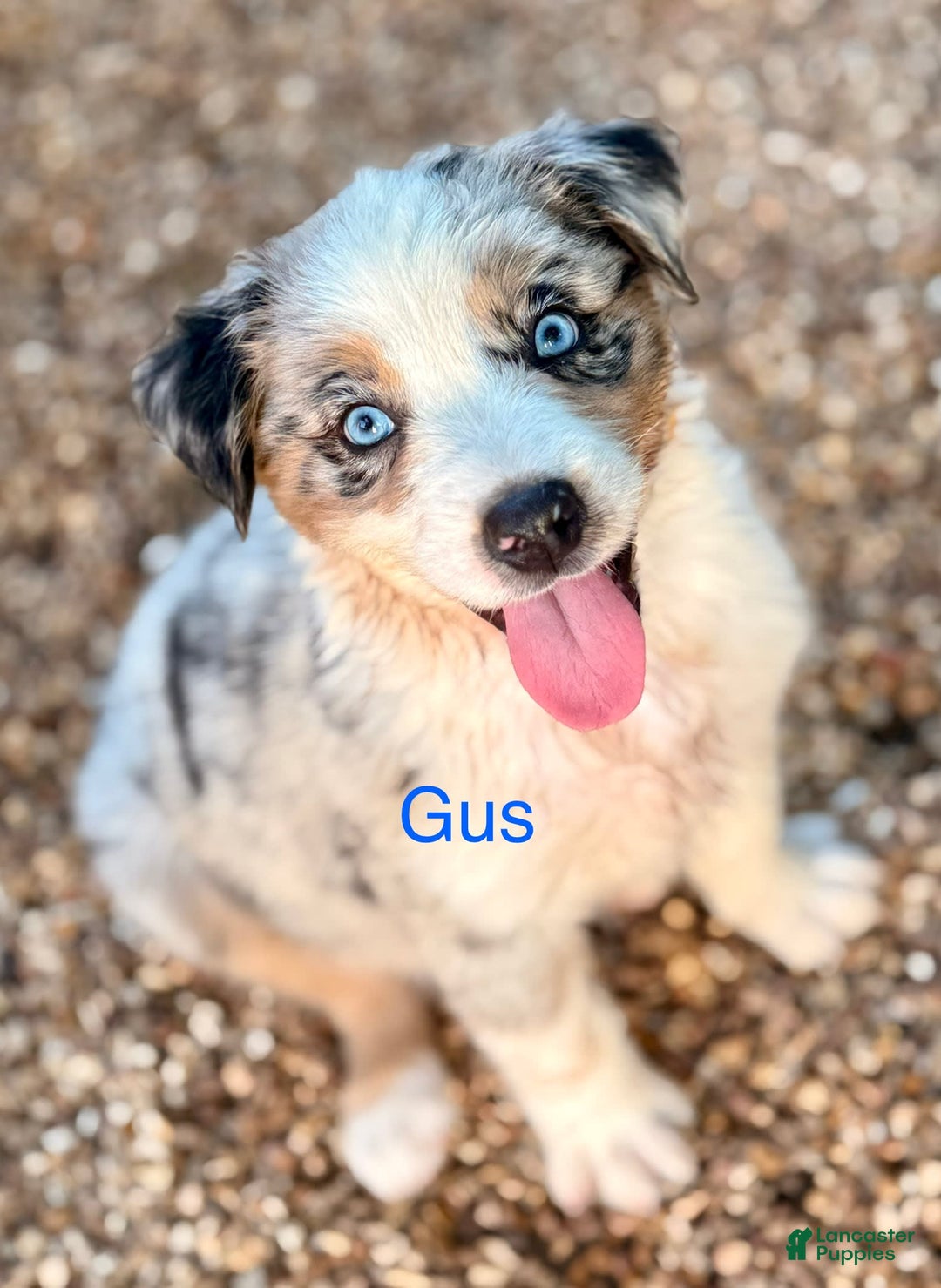 Australian Shepherd dogs for sale: Gus - Image 3