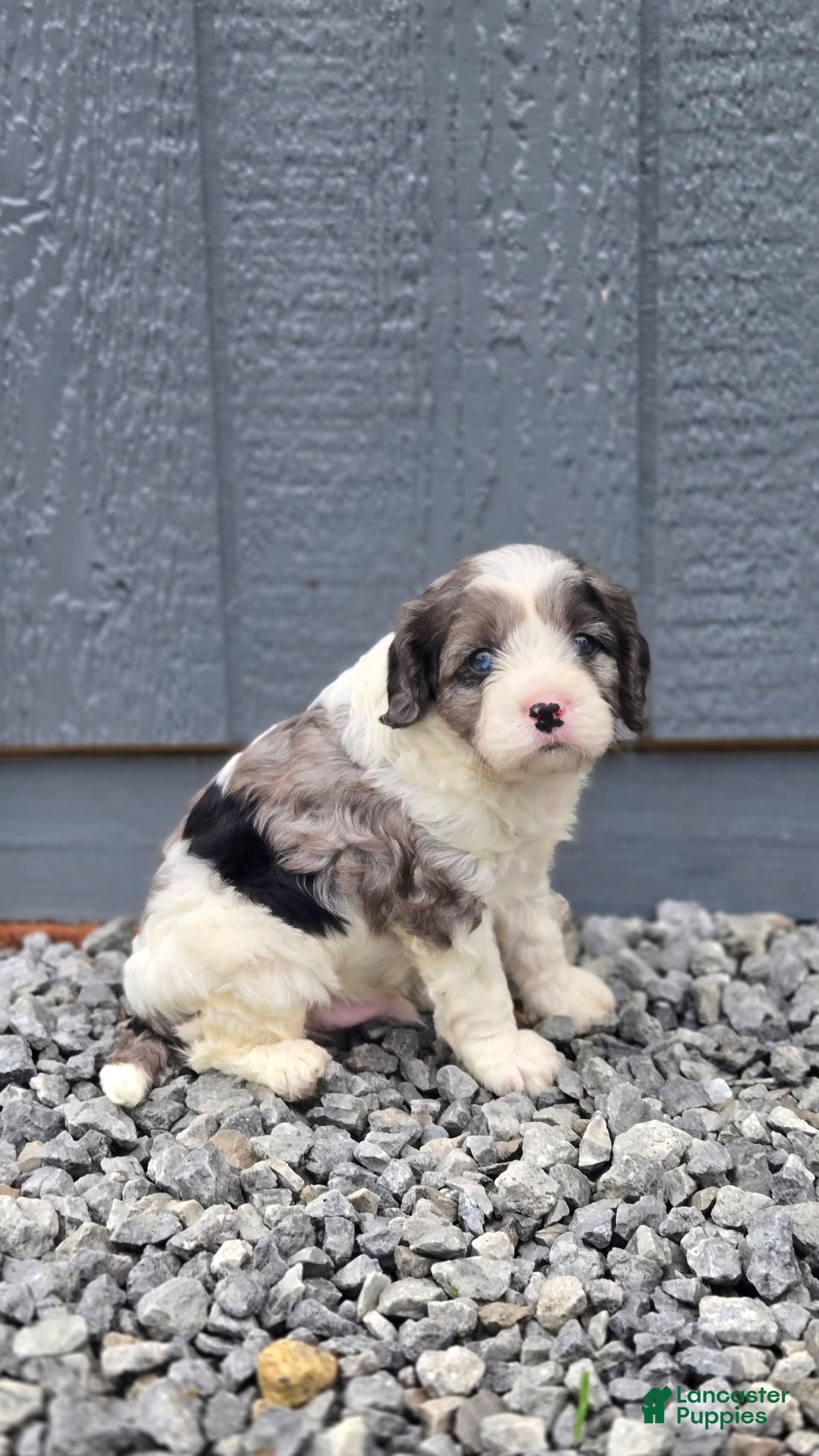 Cavapoo dogs for sale: Tucker - Image 4
