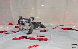 French Bulldog dogs for sale: Missy - Image 8