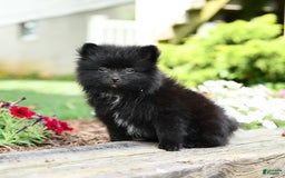 Pomeranian dogs for sale: Basil - Image 4