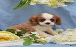 Cavalier King Charles Spaniel dogs for sale: Darrel - Image 3