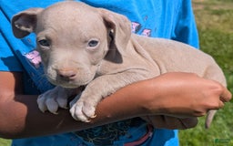 American Bully dogs for sale: Yellow Boy - Image 9