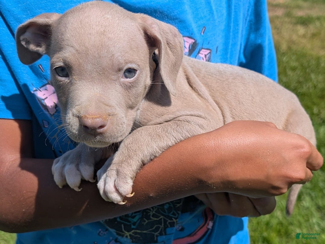 American Bully dogs for sale: Yellow Boy - Image 9