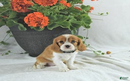 Cavalier King Charles Spaniel dogs for sale: Stella - Image 1