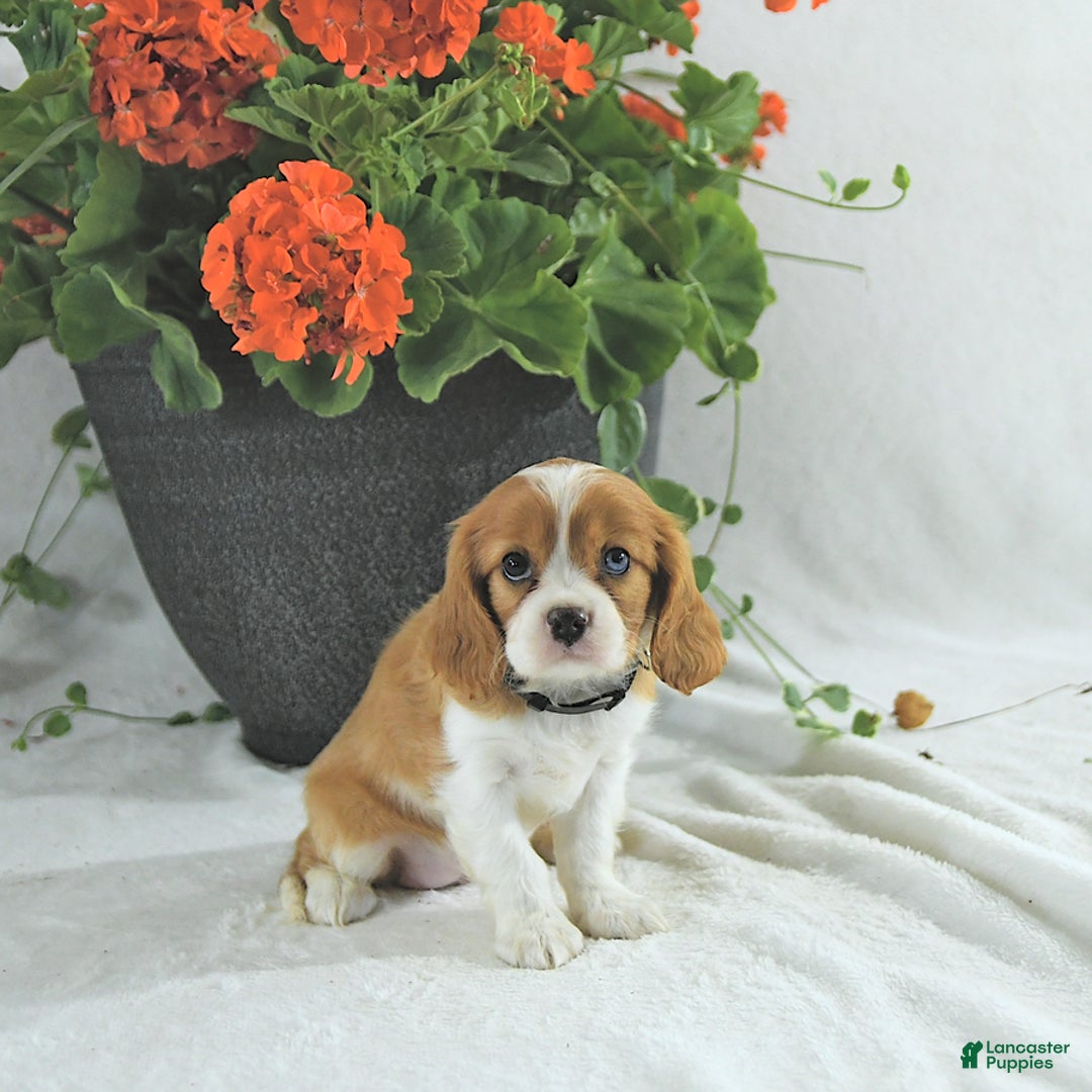 Cavalier King Charles Spaniel dogs for sale: Stella - Image 1