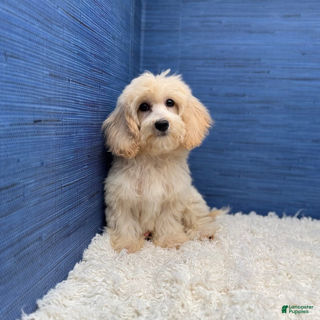 Maltipoo dogs for sale: Rebecca - Image 7