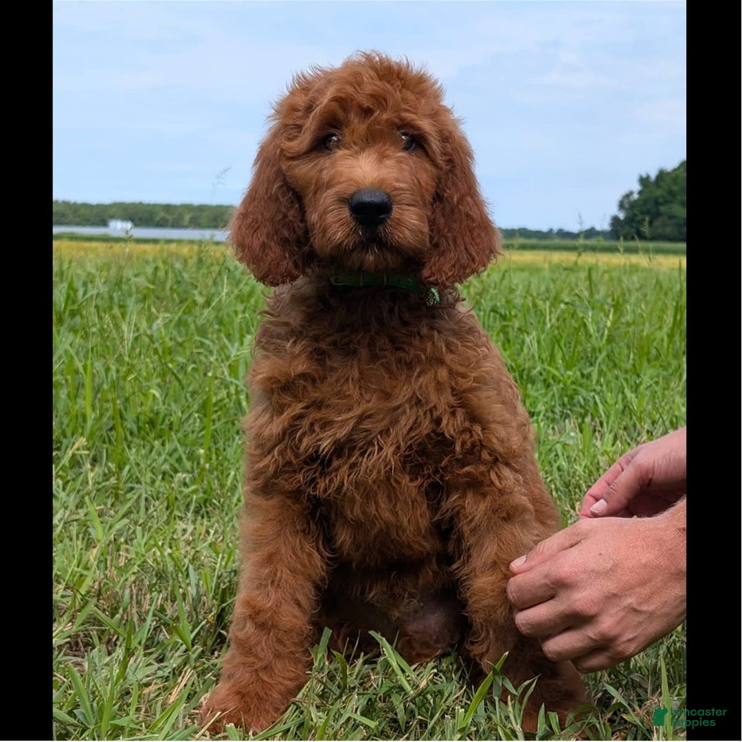 Irish Doodle dogs for sale: Volley - Image 3