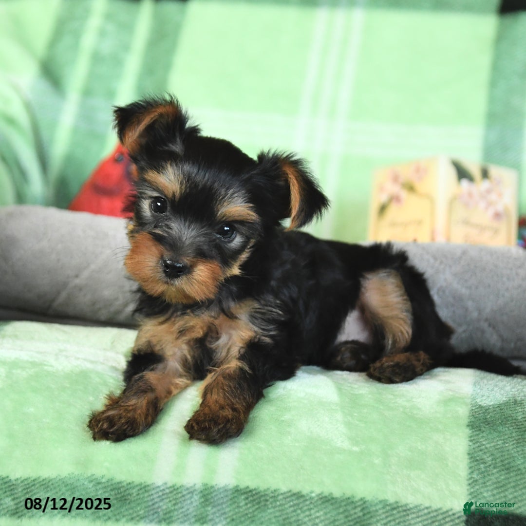 Yorkshire Terrier dogs for sale: Leo - Image 2