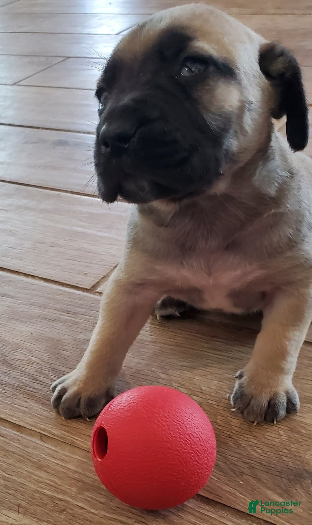 South African Boerboels dogs for sale: Bella - Image 2