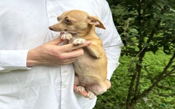 Chihuahua dogs for sale: Olive - Image 13