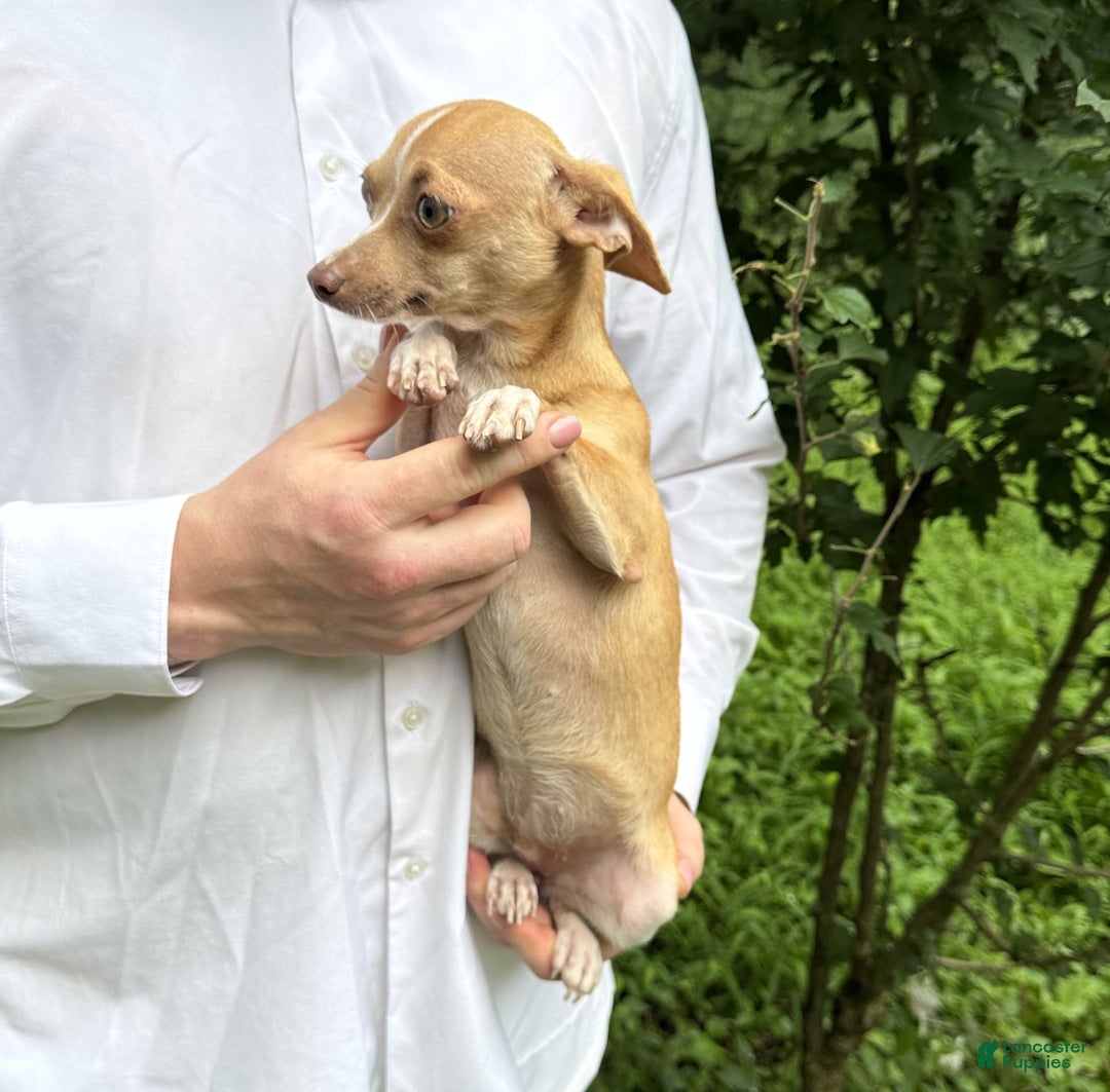 Chihuahua dogs for sale: Olive - Image 13