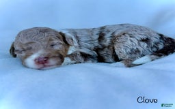 Mini Aussiedoodle dogs for sale: Clove - Image 5