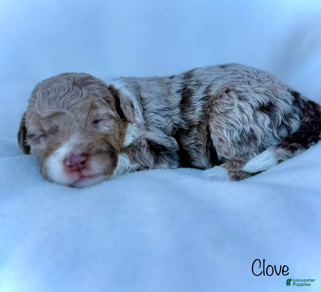 Mini Aussiedoodle dogs for sale: Clove - Image 5