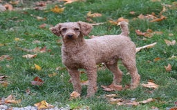 Cockapoo dogs for sale: Midnight - Image 17