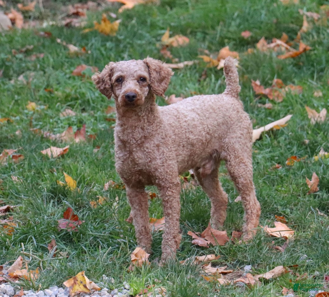 Cockapoo dogs for sale: Midnight - Image 17