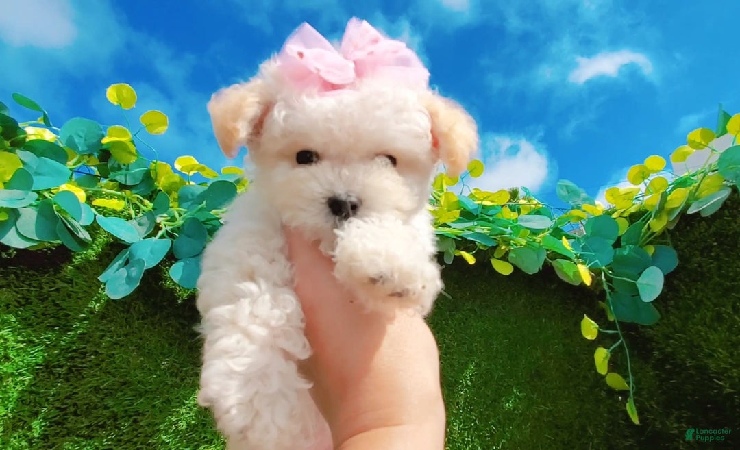 Maltipoo dogs for sale: Baby - Image 3
