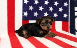 Yorkshire Terrier dogs for sale: Zaria - Image 3
