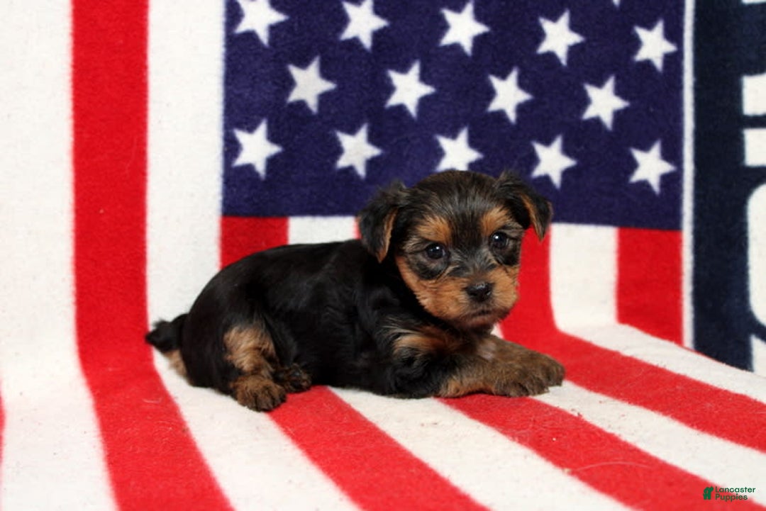 Yorkshire Terrier dogs for sale: Zaria - Image 3