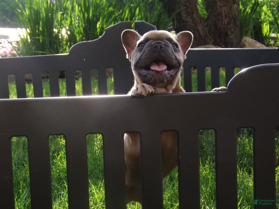 French Bulldog dogs for sale: Buddy - Image 9